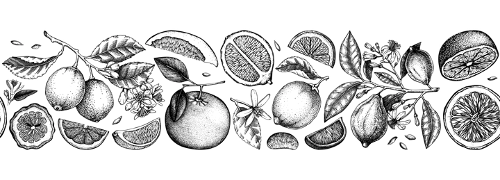 Citrus fruit border design. Seamless pattern. Hand drawn vector illustrations. Healthy food sketches. Engraved summer background. NOT AI generated